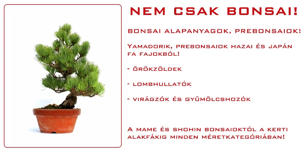 pinus es fenyo bonsai fa prebonsai eloanyag vasarlas rendeles a marczika bonsai kerteszet studiobol
